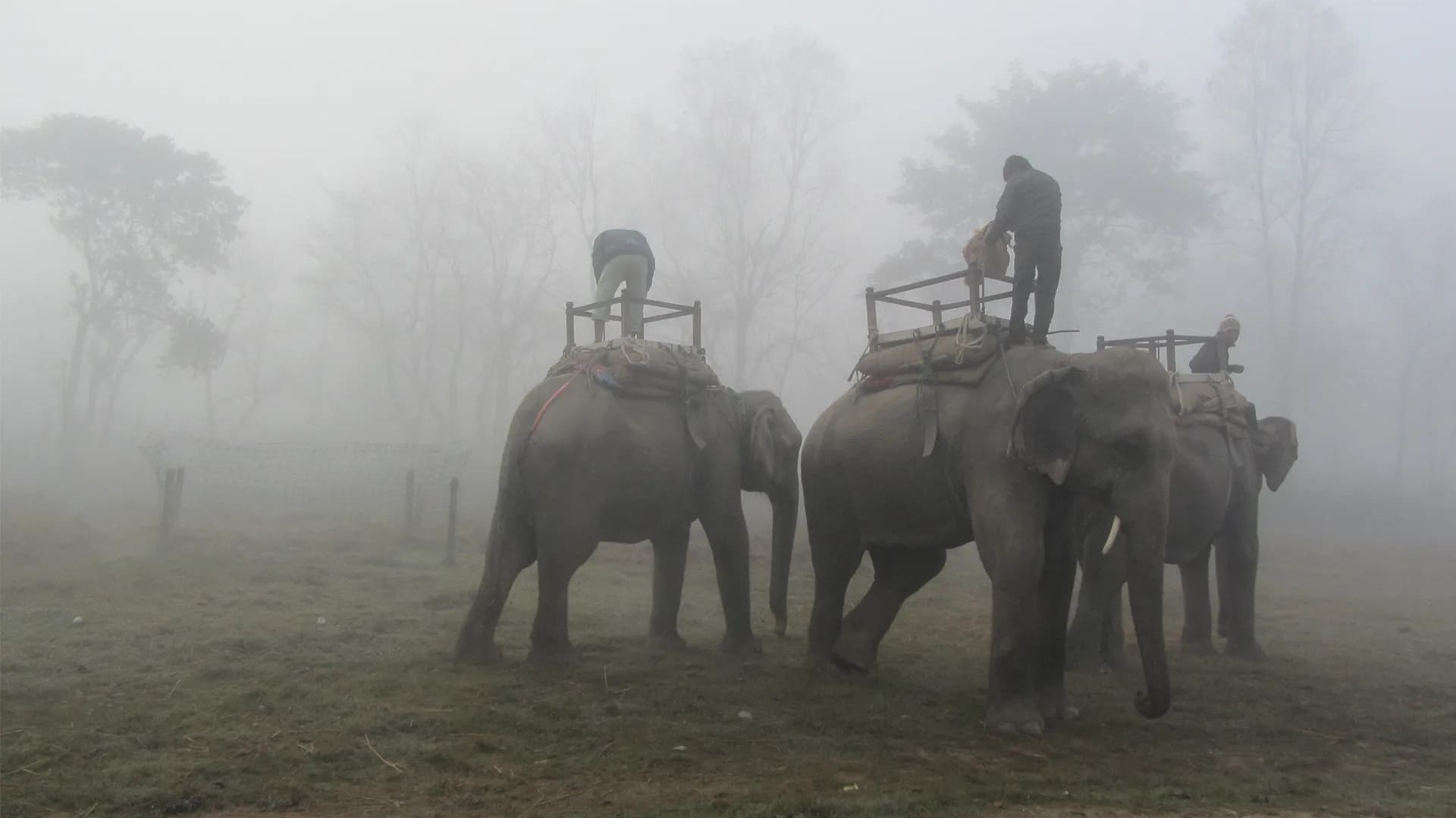 Muktinath + Chitwan + Pokhara + KTM Tour